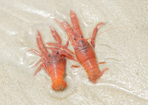 厄尔尼诺现象作祟小红蟹爬满南加沙滩(图)