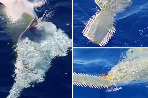 美佛州水域现4.2米长锯鳐锯齿状鼻子清晰可见