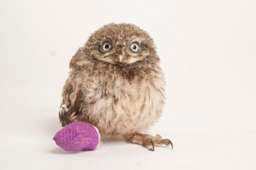 呆萌猫头鹰跌落地面脚部受伤绷带缠腿惹人怜(图)