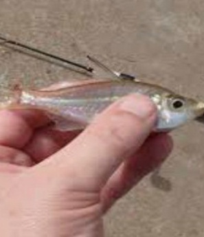 活鱼意外跳进柬埔寨女婴嘴里致其窒息身亡(图)