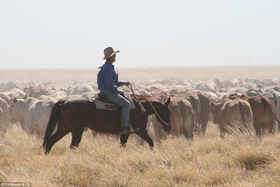 澳家族出售10万平方公里牧场坐飞机视察需一星期