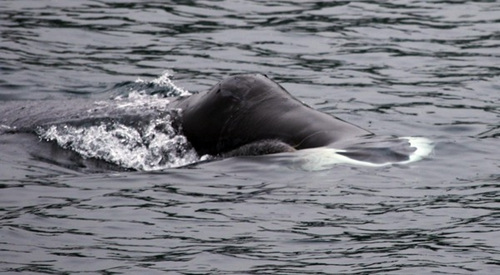 日本北海道海域现罕见北极鲸或因迷路至此(图)