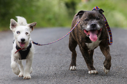 你是我的眼:狗狗陪伴全盲伙伴相依为命暖人心