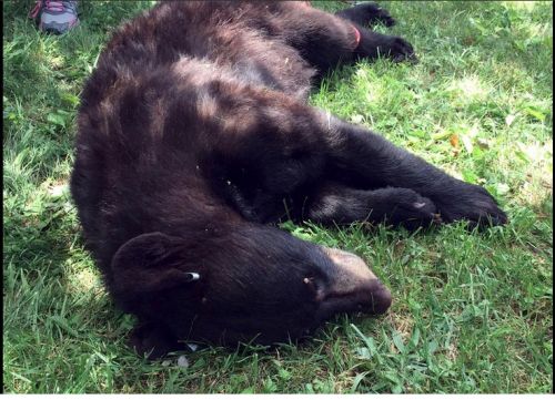 ���ܲ����������μӡ���ѧ�ɶ��Ż�ѧ����ץ��