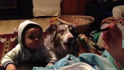 ��ѧ��С����衱��ʳ�����������ӮС��Ӥ