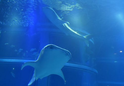 日本水族馆罕见展出雌雄鲸鲨每只重千余斤(图)