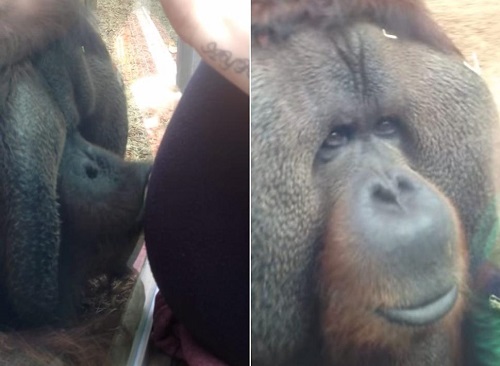 �����飺����԰��ë���ɸ��������и����ӣ�ͼ��