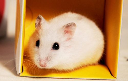 Ӣ���о������������������ס����Խ����Խ����