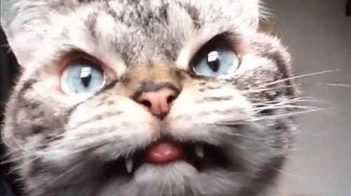 猫咪长与众不同小虎牙网友称其“德古拉喵”(图)