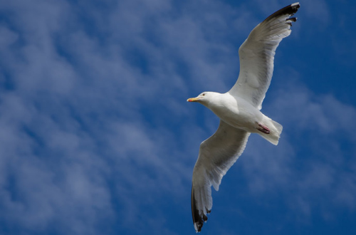 ���Ե�����Ÿ��������Ӣ��������ȴ������Ӧ��