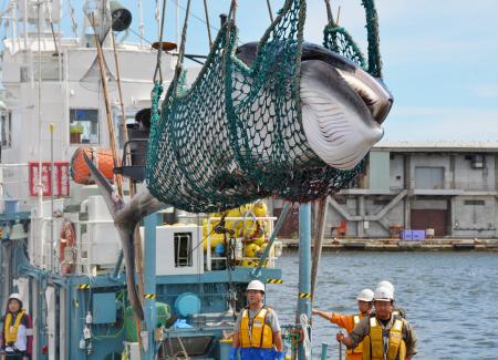 日本北海道海域启动科研捕鲸多头鲸鱼被杀(图)