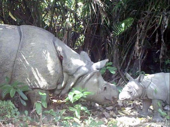 ӡ����ҹ�԰������ֻϬţ����ϵ��Σ���֣�ͼ��