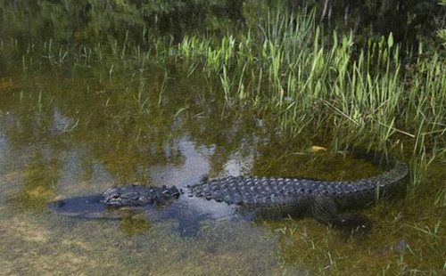 ���㡰��ң��ŦԼ��԰��һ���ձ�������������