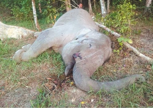印尼濒临灭绝苏门答腊公象被毒死象牙已遭盗猎