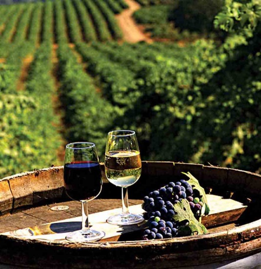 法国产酒区儿童患癌率升高疑与使用杀虫剂有关