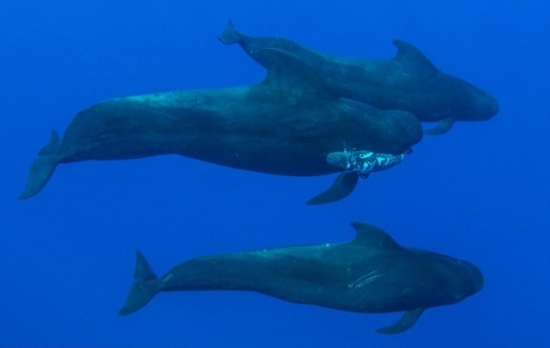鲸鱼爸爸口衔夭折幼崽为其哀悼(组图)