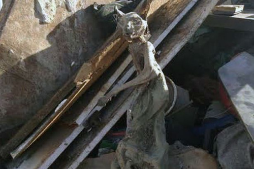 ��ľ����è������Ӣ������վ�����οֲ���ͼ��