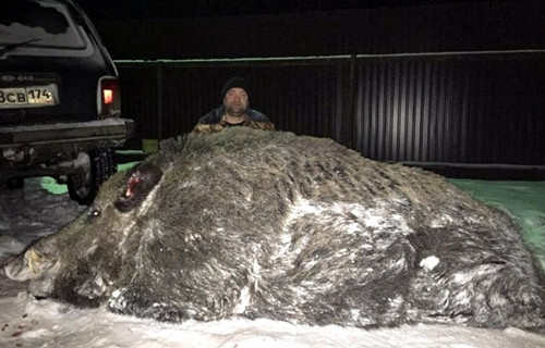 俄罗斯猎人打死超半吨重巨型野猪(图)