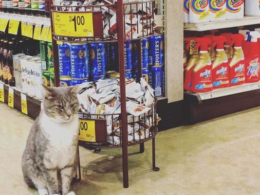 萌猫长期在超市出没引关注主人:它特爱逛超市
