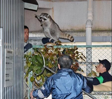 小浣熊误入日本大阪闹市“逍遥法外”耍警察(图)