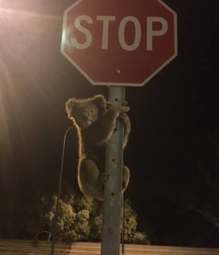 �ġ���;��������·�굱������ץ�����˲��ţ�ͼ��