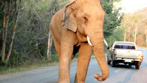 ̩Ů����Ұ��������������֮زز�ɵڶ���ɱ��