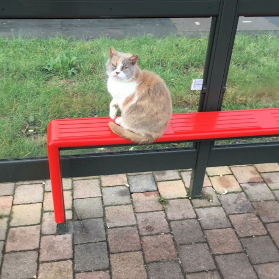 Ӣ��վһ����è��������ߴ������˱��Ȱ�����