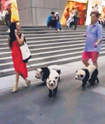 狗主人给松狮犬染色假扮熊猫带其逛街引围观(图)