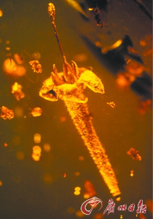 生物学家在1500万年前琥珀中发现已灭绝植物(图)