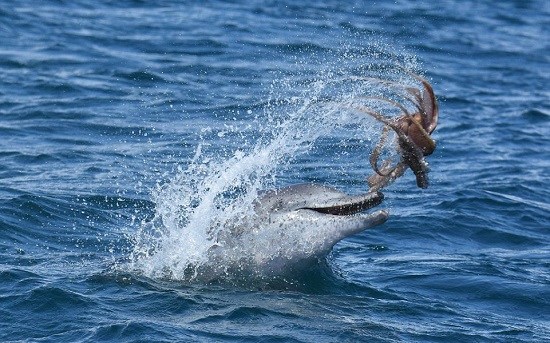 海豚狂虐章鱼罕见一幕专家:其实是在玩耍(图)