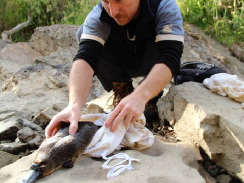 澳大利亚发现最老野生雄性鸭嘴兽 年龄高达21岁