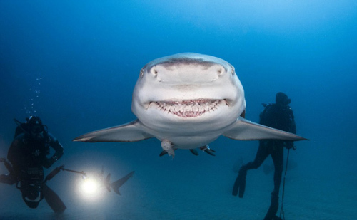 柠檬鲨咧嘴憨笑露出大白牙搞笑酷似电影角色(图)