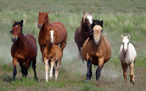 ������Ϊ���������⴦����ǧҰ����������ʿ����