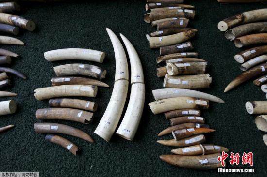 国际刑警组织破获两个走私象牙和犀牛角犯罪网络