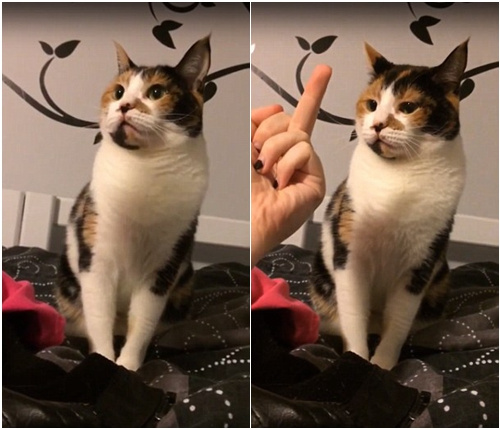 没礼貌!猫咪被竖中指怒咬主人“回击”(图)
