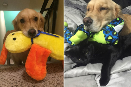 选妃侍寝?狗狗每晚精挑细选不同玩具陪睡(图)