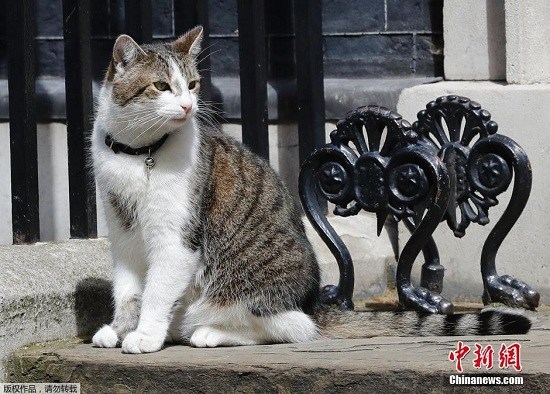 外交猫咪:英国首相府“御猫”遭遇美国粉丝