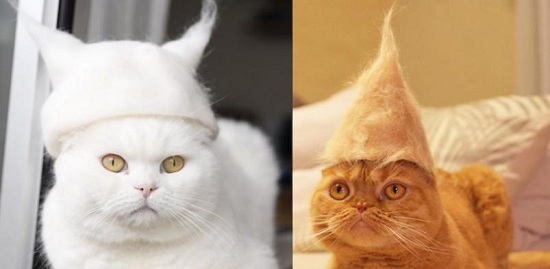 自己的毛自己戴:猫咪掉毛主人收集后制成小帽子
