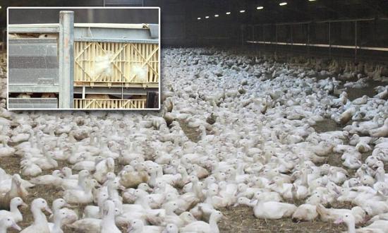 为防禽流感蔓延荷兰阿姆斯特丹19万只鸭被宰杀