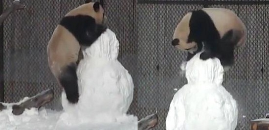 旅加大熊猫雪中嬉戏对雪人“爱不释手”(图)
