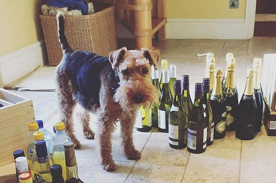 Ӣ���������ȳ裺�����󳼳��ﹷ�ɡ����족��ͼ��