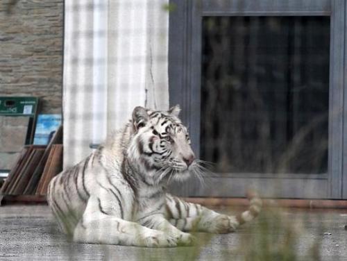 ��������ϻ�����Ϸ��͵͵�����ߡ��ڽ�ͷ�й䣨ͼ��