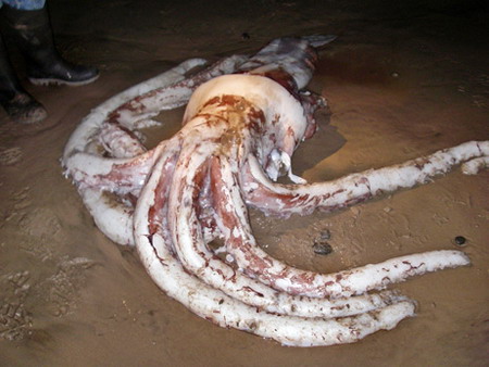 澳洲南部海滩发现的一只体长8米,重达250公斤的巨型乌贼尸体