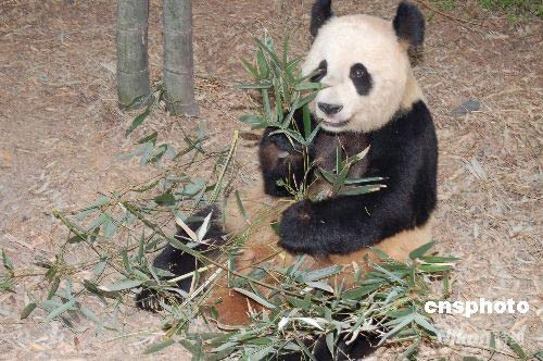 图大熊猫洋洋担任绿色奥运大使