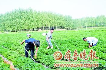 山东60名缺乏基层经验年轻干部赴农村体验调研