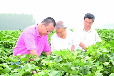 十八大代表卢怀玉:棉农的“娘家人”