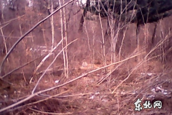 黑龙江东方红再现野生东北虎当地确认系成年虎