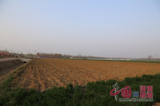 河南西华县为举办桃花节数十亩麦田被毁(图)