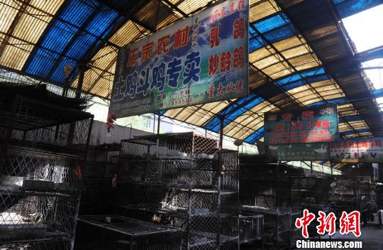禽流感致新疆相关行业遭遇“寒流”