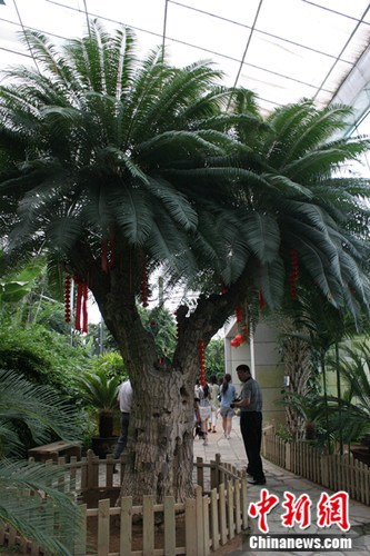 雪野农业博览园内集聚珍贵热带植物(图)